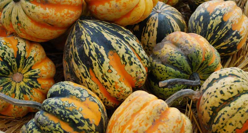 Acorn Squash - Food Starting With A